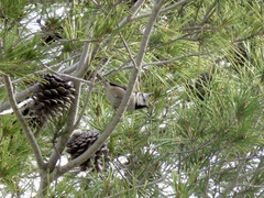 Lophophanes cristatus