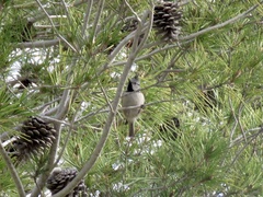 Lophophanes cristatus