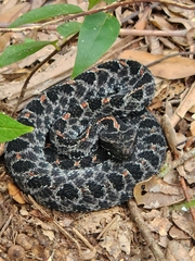 Sistrurus miliarius