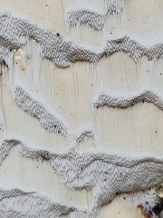 Neoantrodia serialis