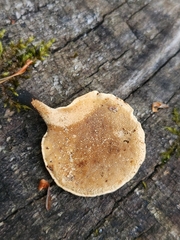 Cerioporus leptocephalus