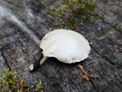 Cerioporus leptocephalus