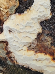 Neoantrodia serialis