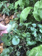 Micranthes odontoloma