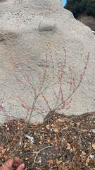 Eriogonum gracile