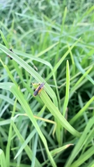Chauliognathus limbicollis