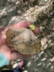 Pemphigus obesinymphae