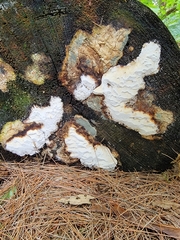 Neoantrodia serialis