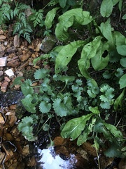 Micranthes odontoloma