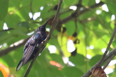 Campylopterus hemileucurus