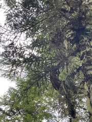 Abies amabilis