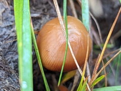 Conocybe tenera