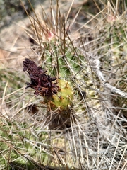 Echinocereus stramineus