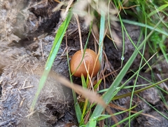 Conocybe tenera