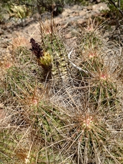 Echinocereus stramineus