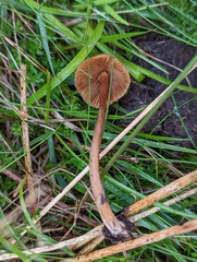Conocybe tenera