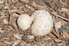 Calvatia booniana