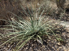 Hesperoyucca whipplei