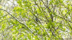Polioptila dumicola