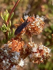 Tachypompilus unicolor