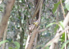 Cyclarhis gujanensis