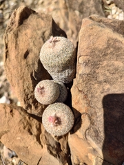 Epithelantha greggii