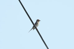 Emberiza pusilla