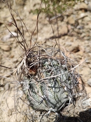 Astrophytum capricorne
