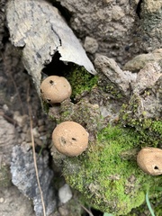 Apioperdon