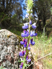 Lupinus leptocarpus