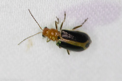 Cyclotrypema furcata