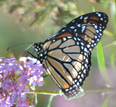 Danaus plexippus