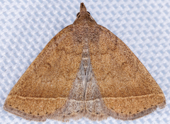 Zanclognatha jacchusalis