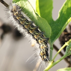 Erebidae