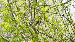 Polioptila dumicola