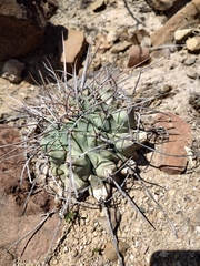 Thelocactus rinconensis