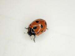 Coccinella undecimpunctata