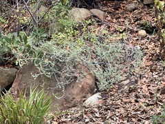 Helichrysum italicum