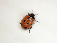 Coccinella undecimpunctata