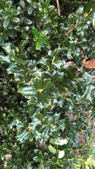 Ilex cornuta