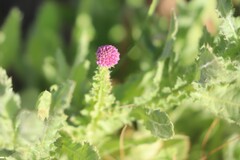 Sphaeranthus indicus