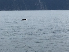 Orcinus orca