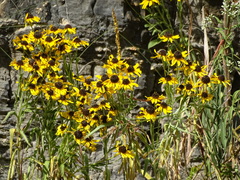 Rudbeckia missouriensis
