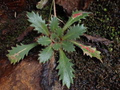 Micranthes petiolaris