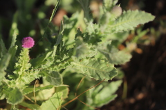 Sphaeranthus indicus