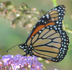Danaus plexippus