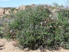 Pelargonium crithmifolium