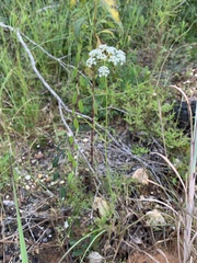 Ptilimnium capillaceum