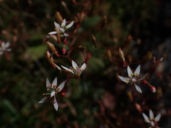 Micranthes petiolaris