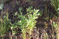 Sphaeranthus indicus